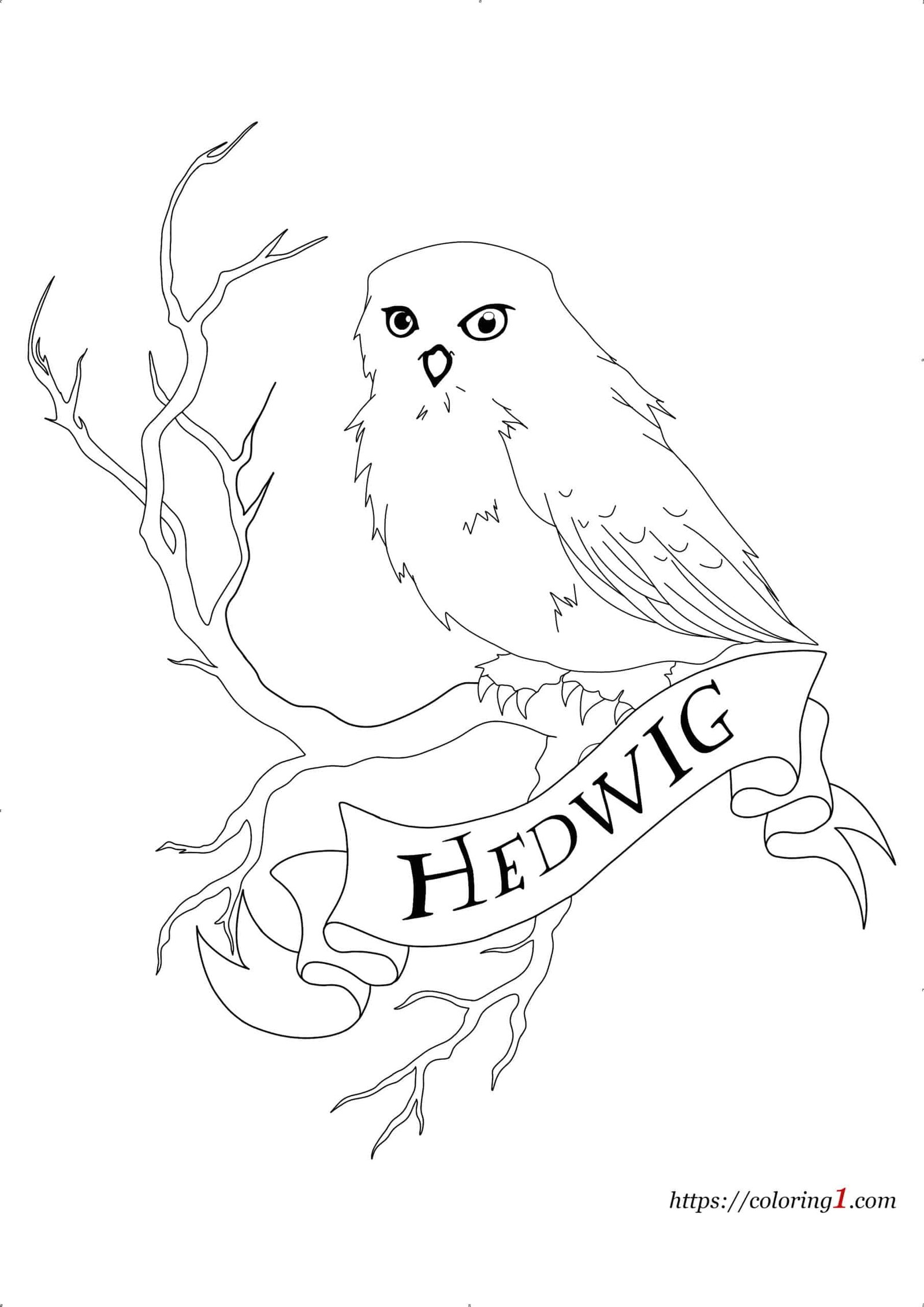 Coloriage Harry Potter Hedwige