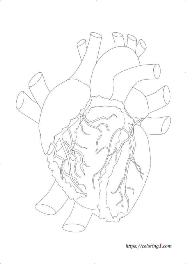Echte menselijke anatomische hart kleurplaat