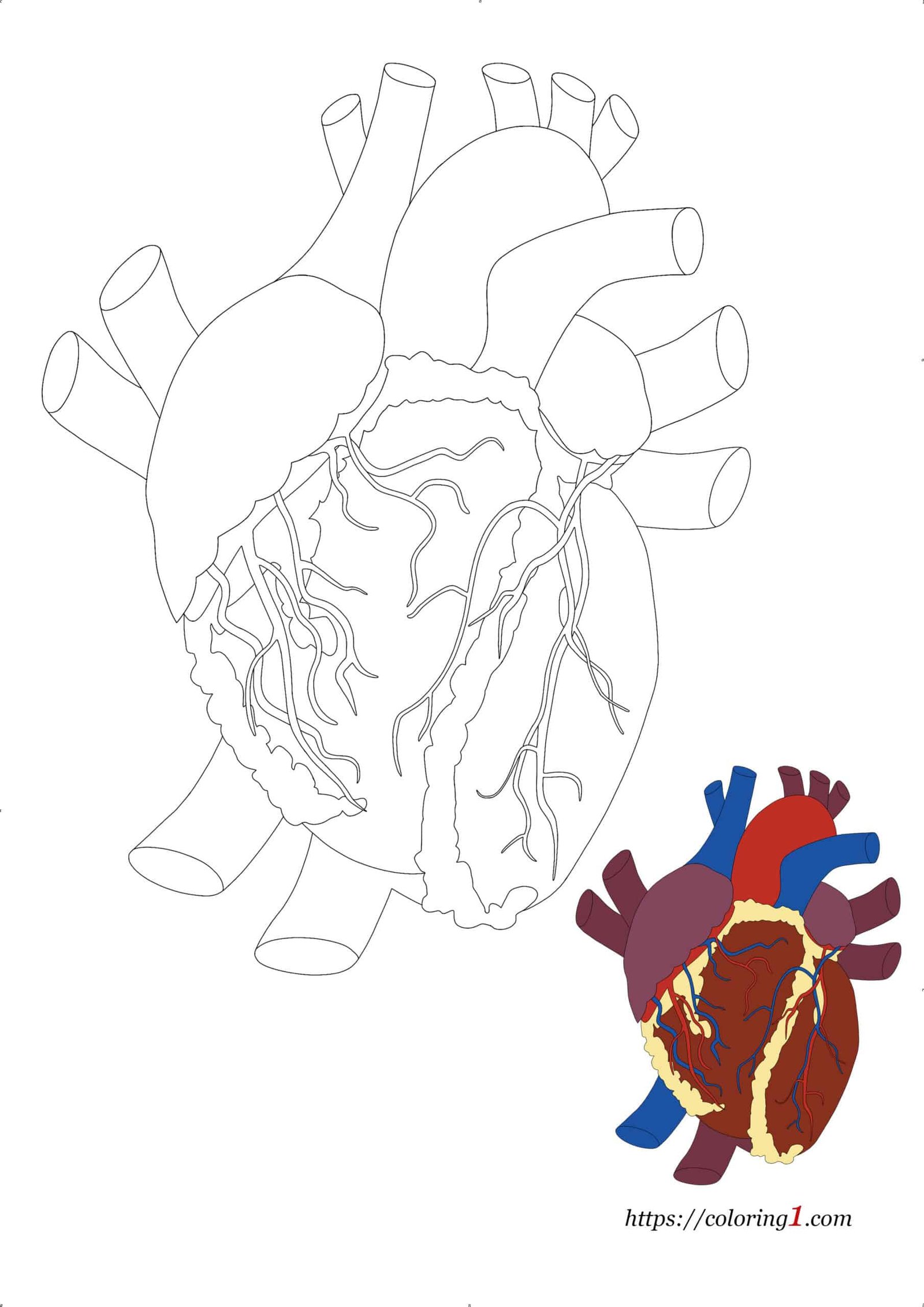 Heart Anatomy Coloring Page for adults