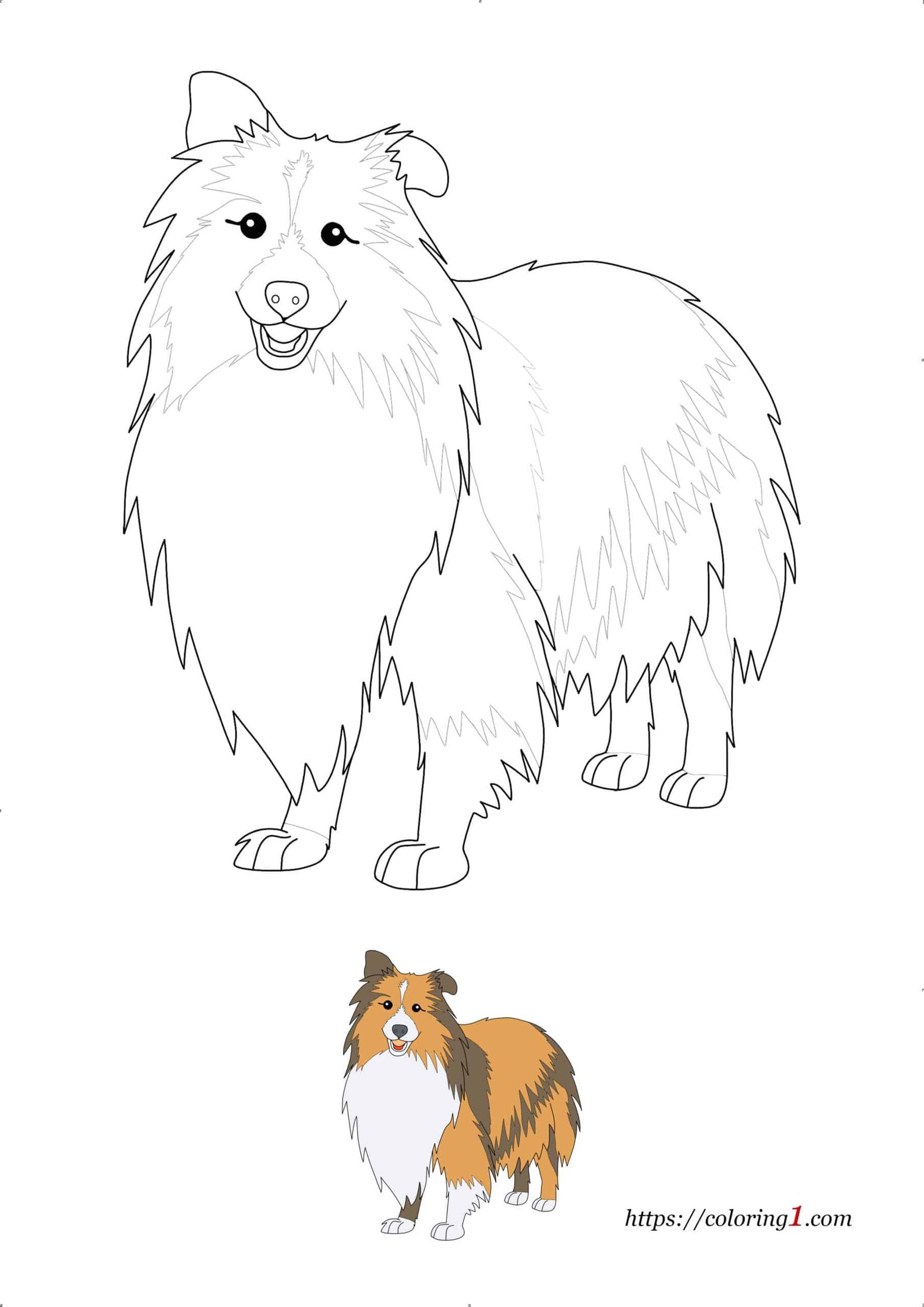 Realistic Dog Shetland Sheepdog Breed coloring page pdf