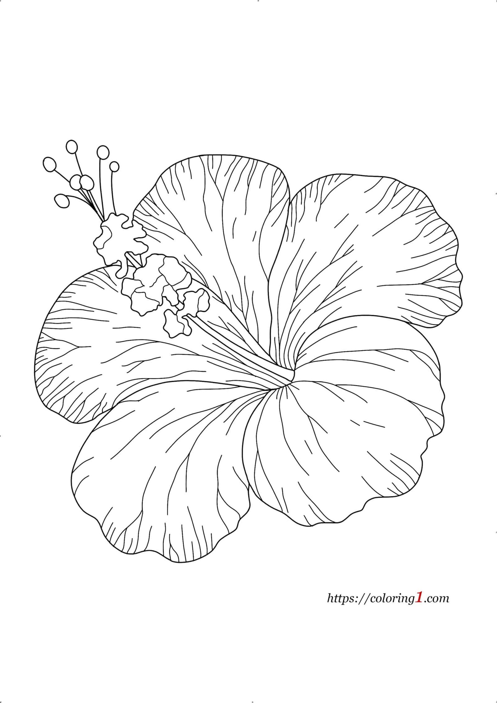 Coloriage Fleur Hawaienne