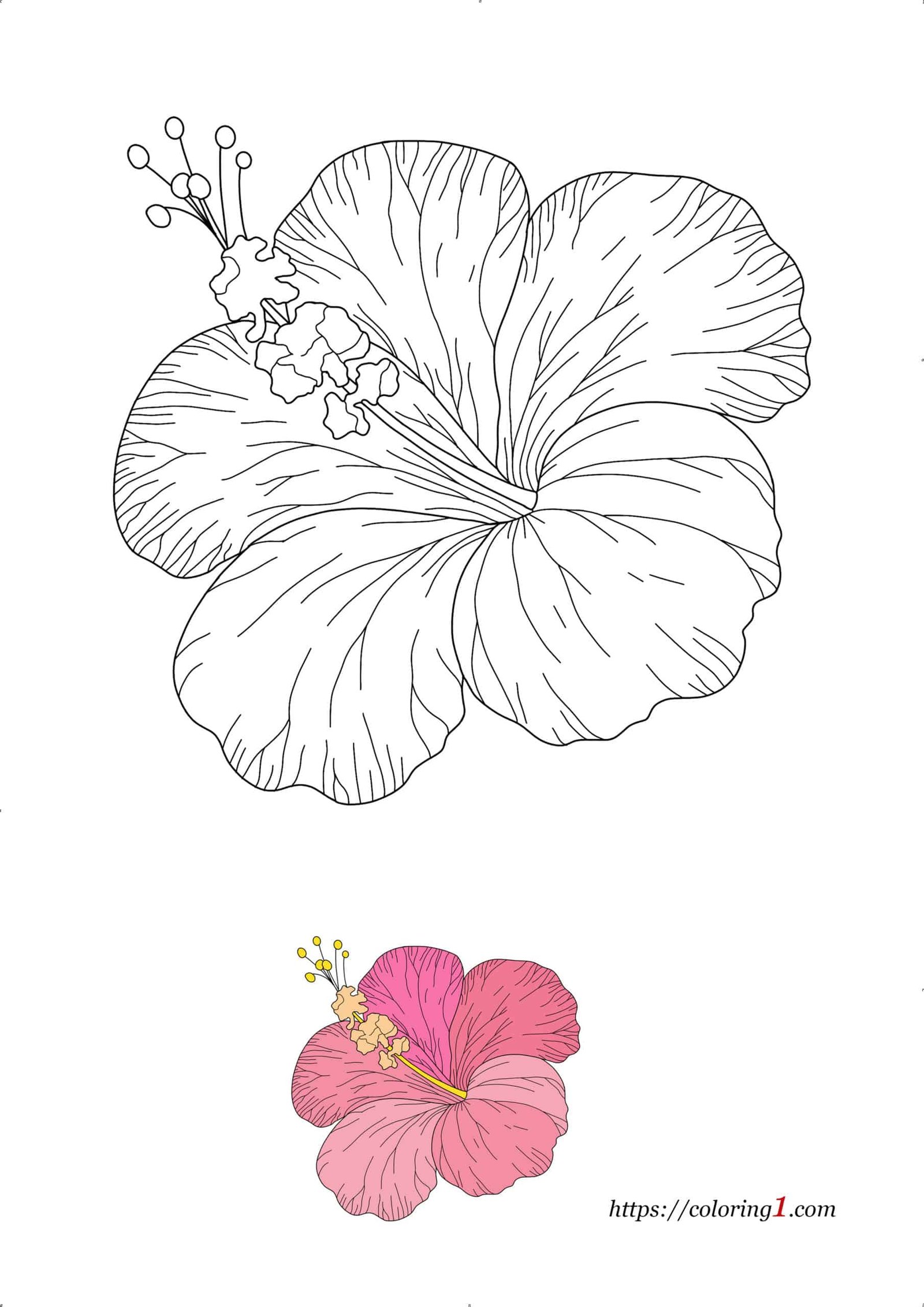 Hawaiian Flower free printable coloring book page