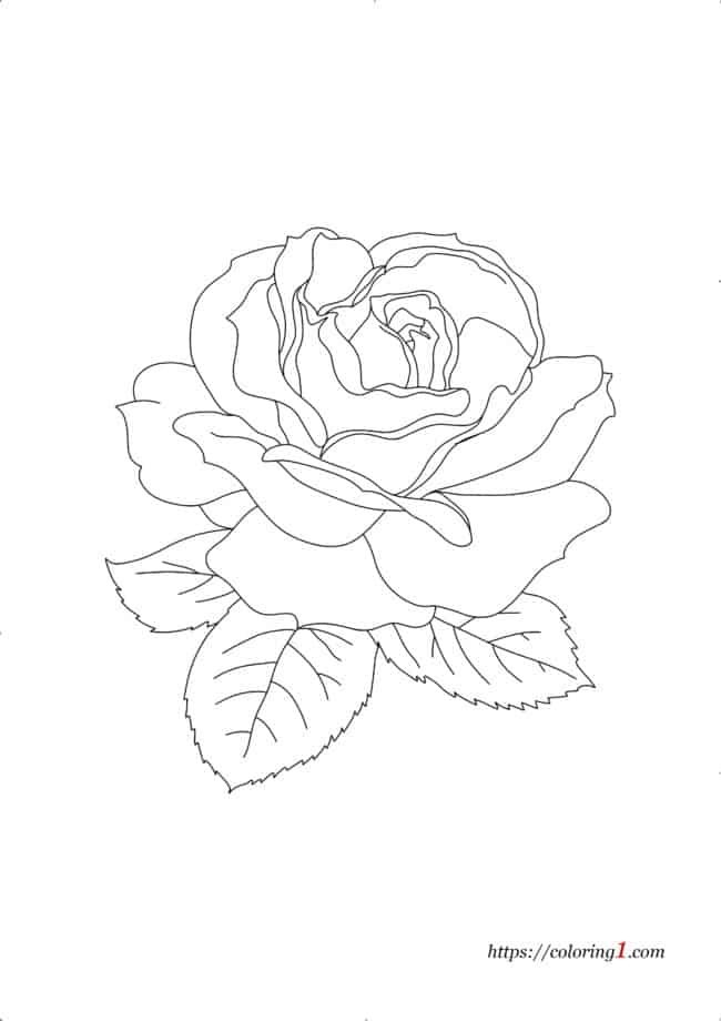 Realistic Rose Flower coloring page