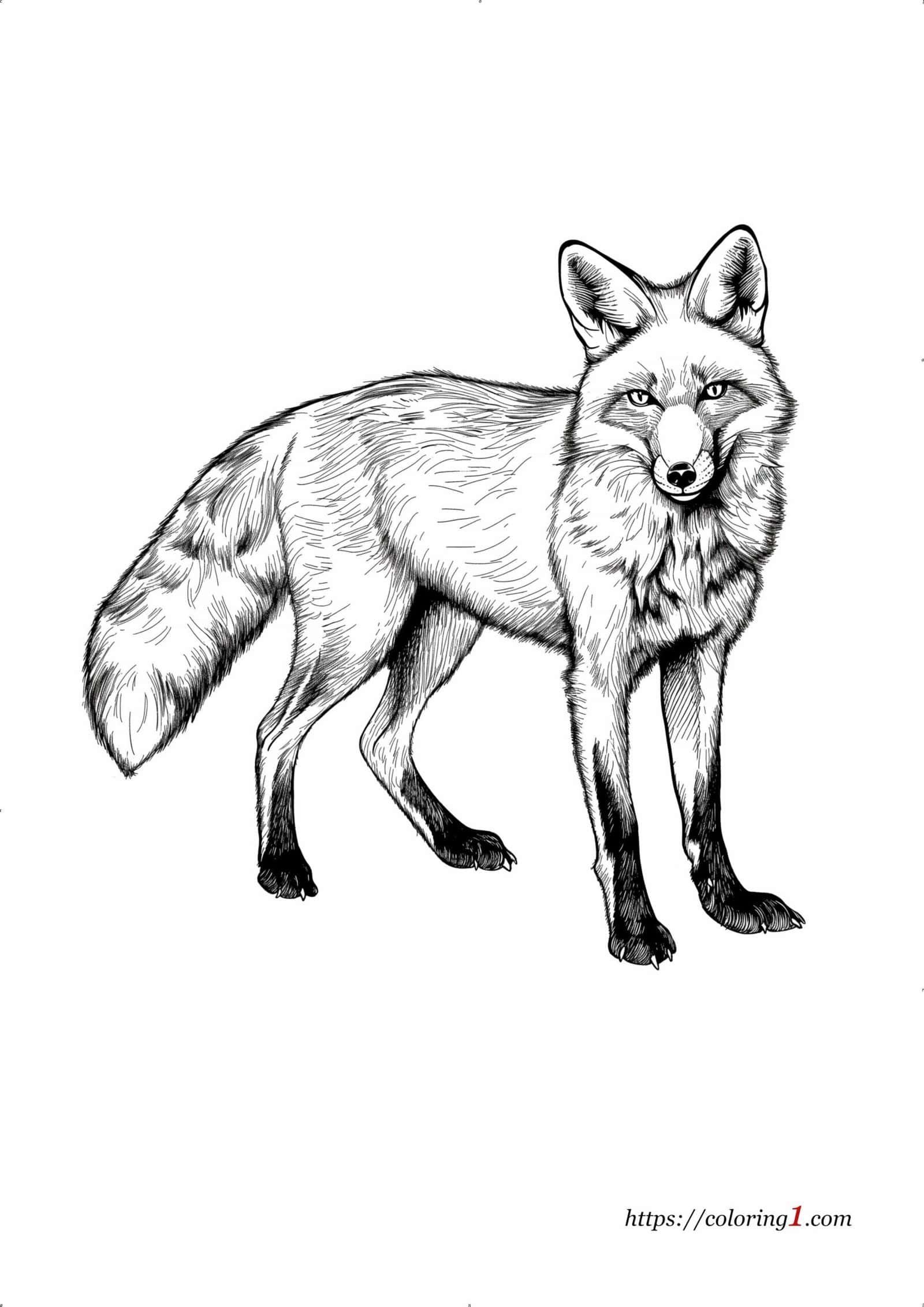 Adult Fox Hard coloring page for adults and kids