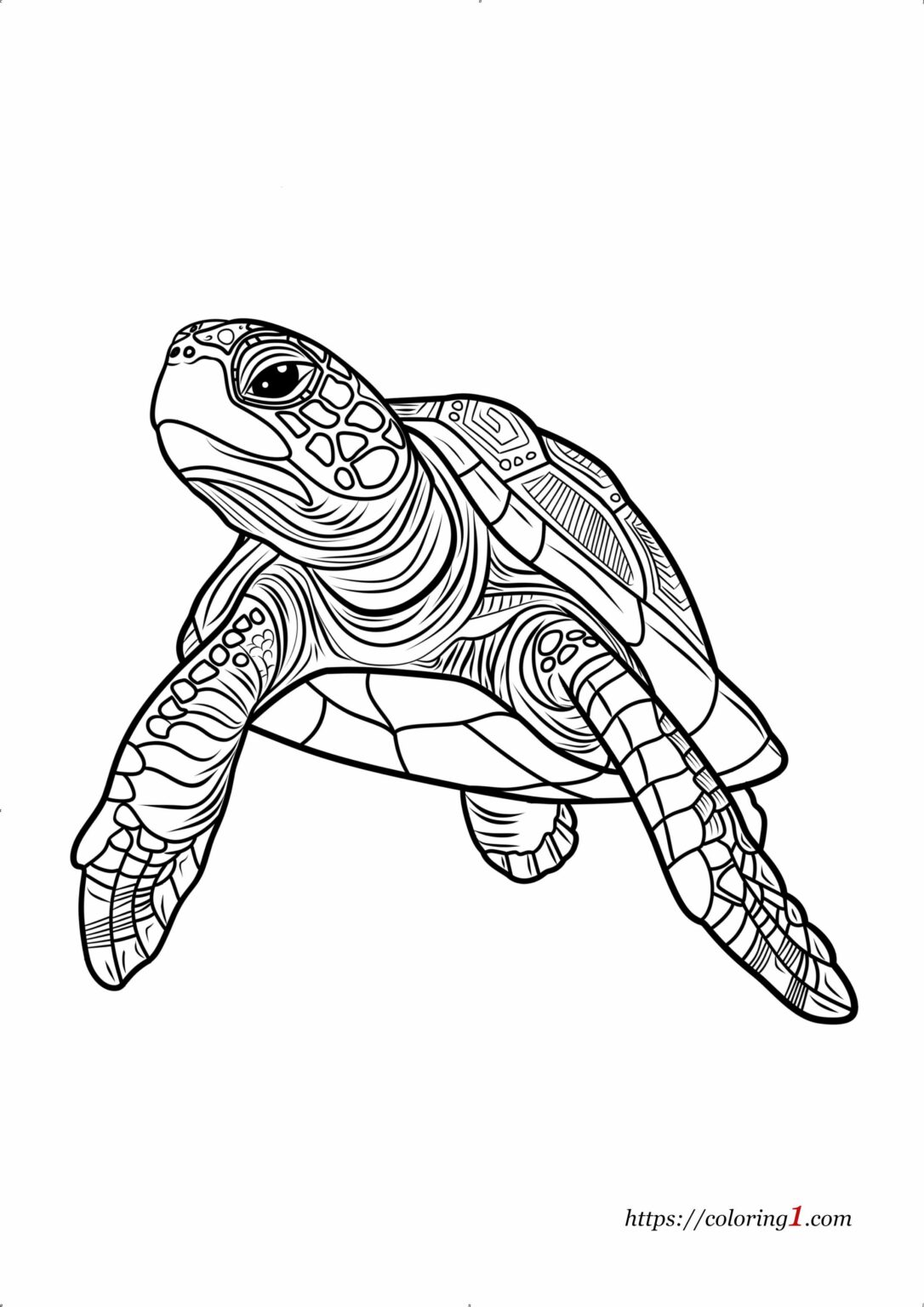 Adult Turtle Coloring Page - Free Coloring Sheet (2024)