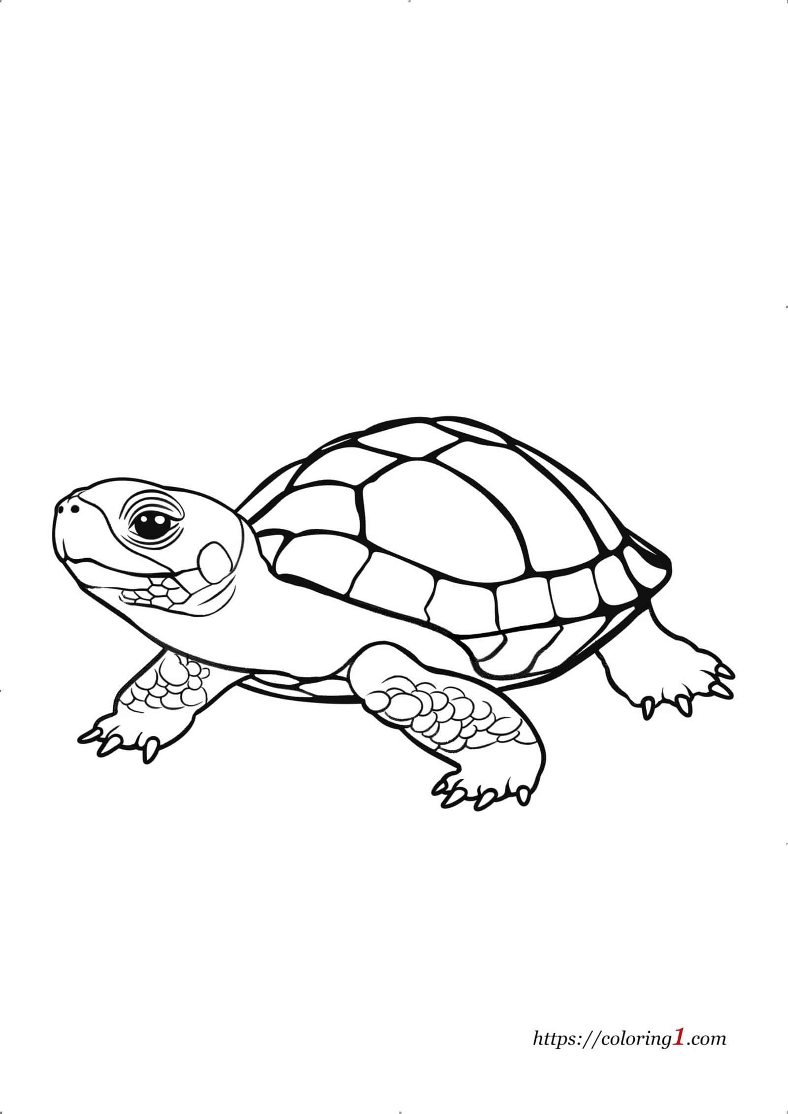 Box Turtle coloring page for adults and kids