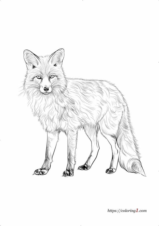 Realistic Fox difficult coloring page to print