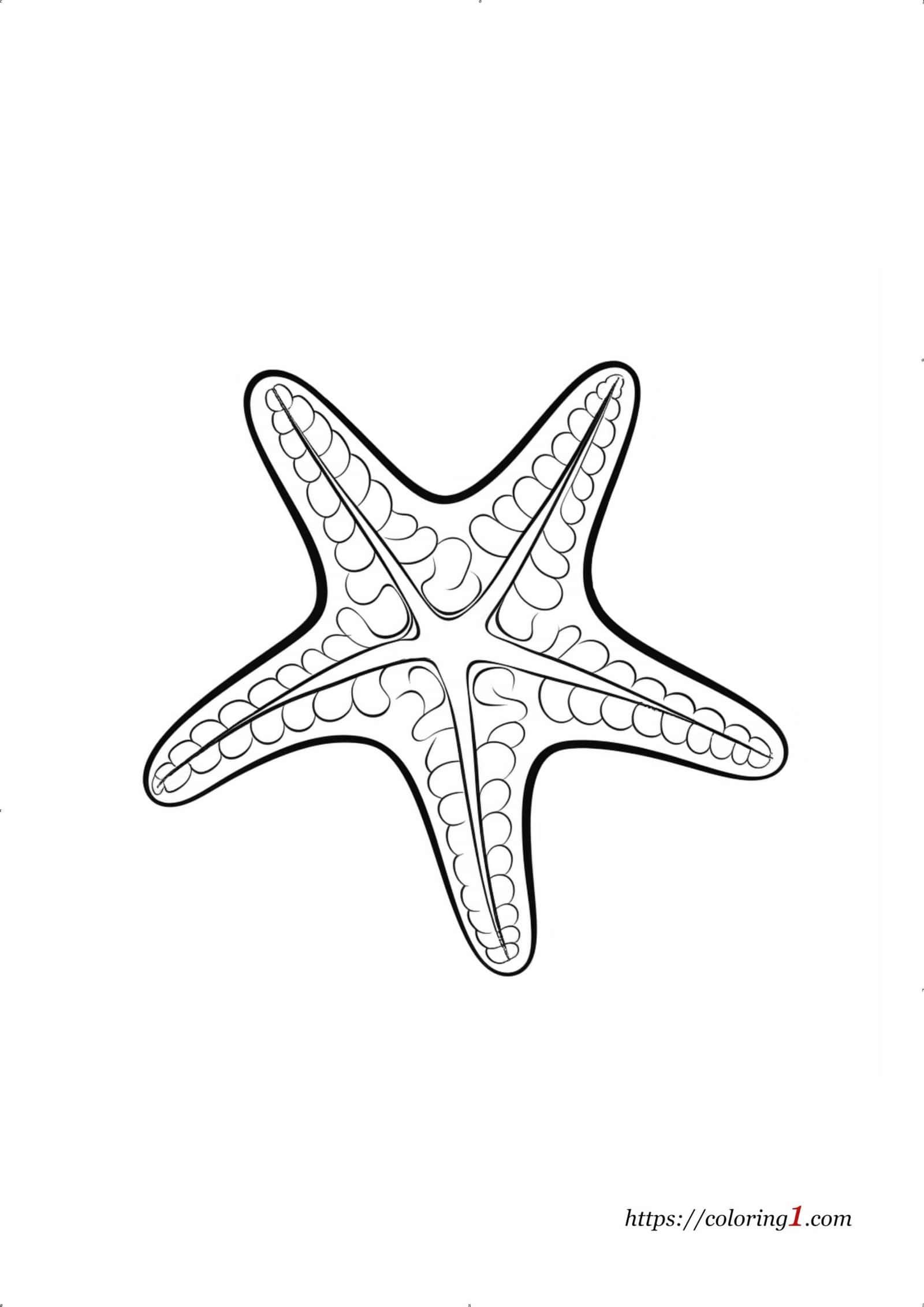 Star Fish free coloring page to print